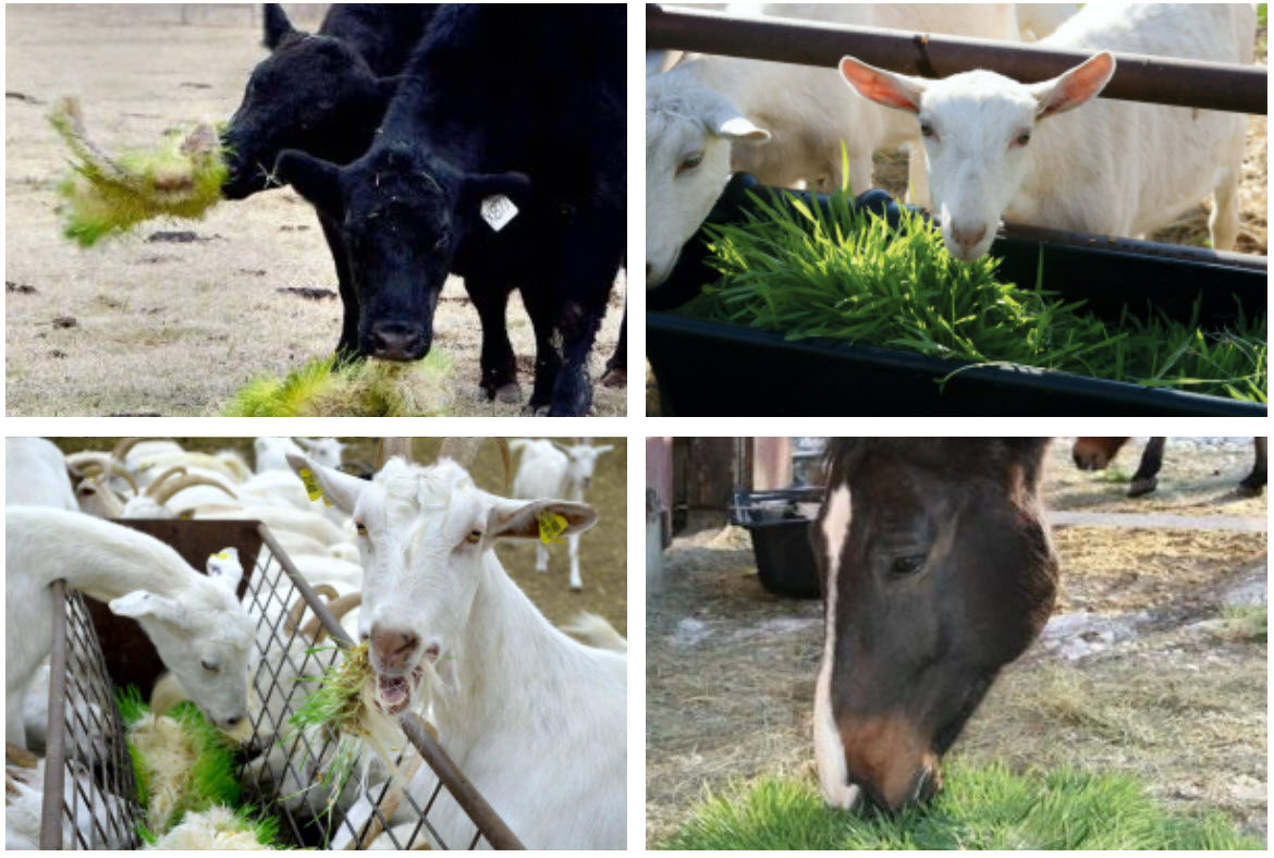 Animal forage growing system