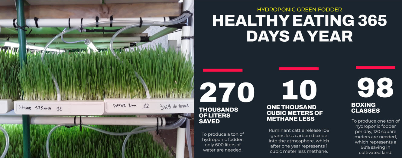 Healthy hydroponic fodder ready for feeding