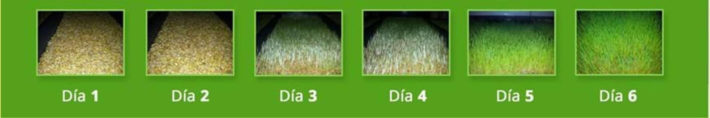 Hydroponic fodder growth from day 1 to day 6