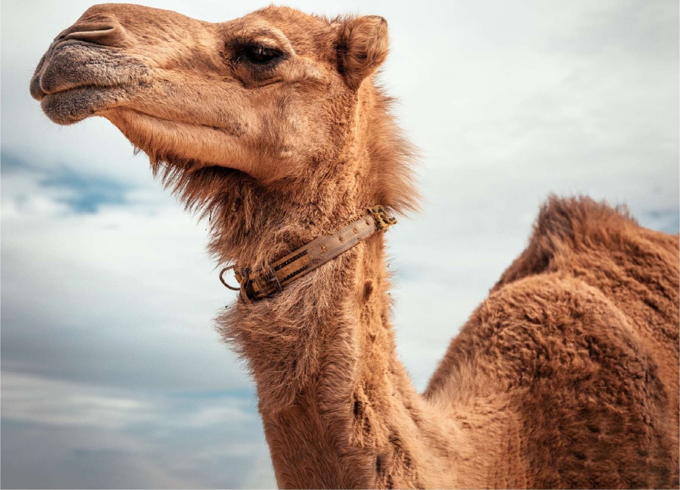 Camel portrait