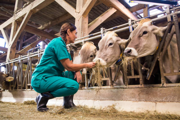 Cows Feeding on Fresh Hydroponic Fodder