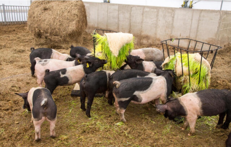 Pig feeding on fresh green fodder in a group pen