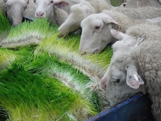 Sheep herd eating fresh hydroponic fodder